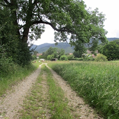 Parcours VTT 81 - bleu - les Druides - Espace FFC Ain Forestière