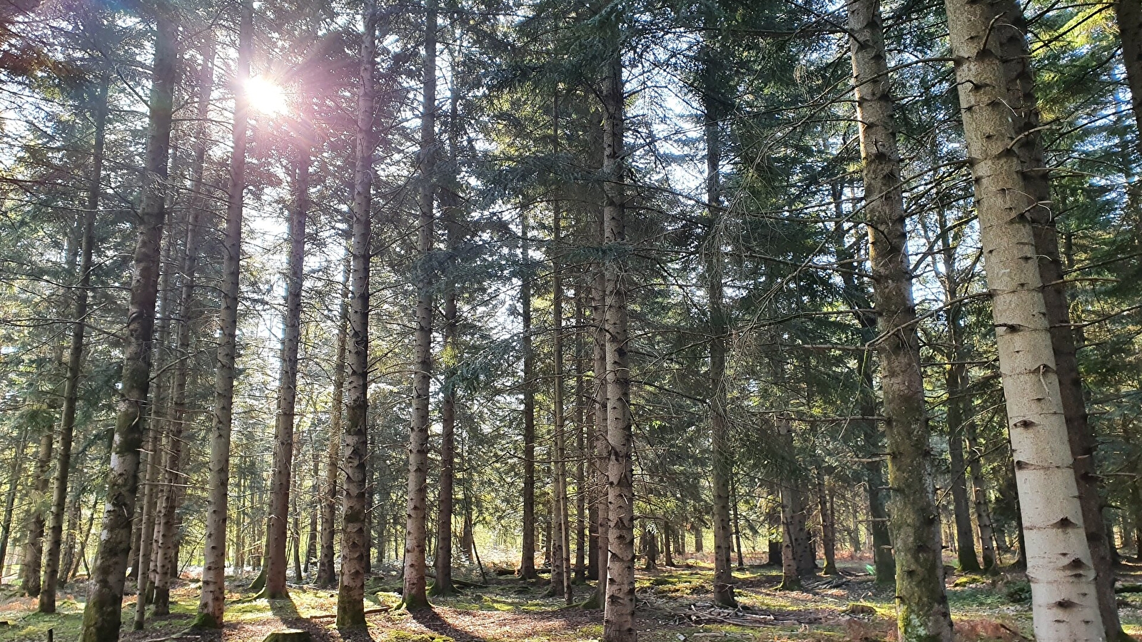 PLM 13 - Balade forestière