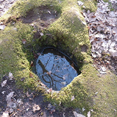 L'eau et la forêt