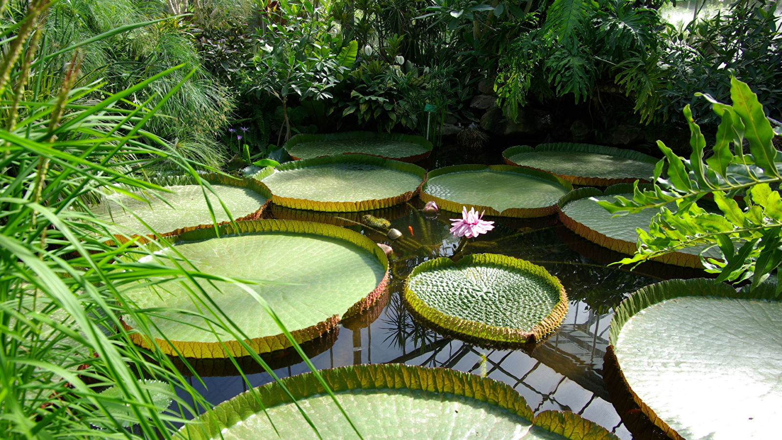 La jungle en Bourgogne