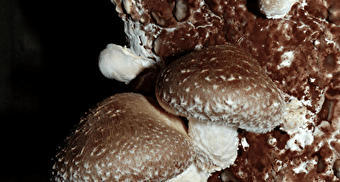 Des champignons à croquer! -