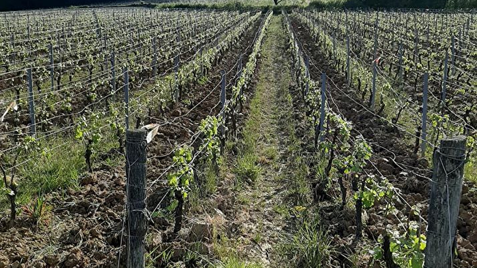 Le plus beau point de vue sur l'appellation Arbois