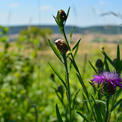 La butte aux orchidées