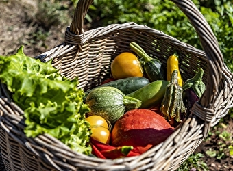 La cueillette au potager  - 