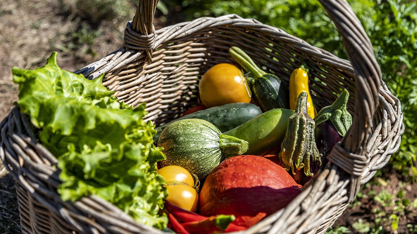 La cueillette au potager 