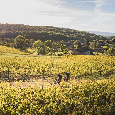 Circuit VTTAE n°21 (rouge) Vignoble du Revermont - Tour de Gravelles