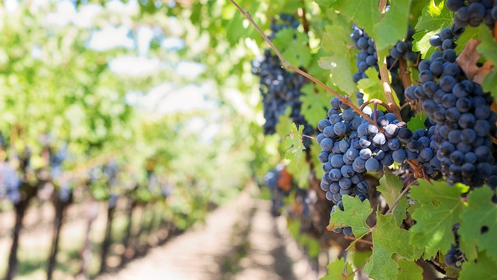 Circuit du vignoble