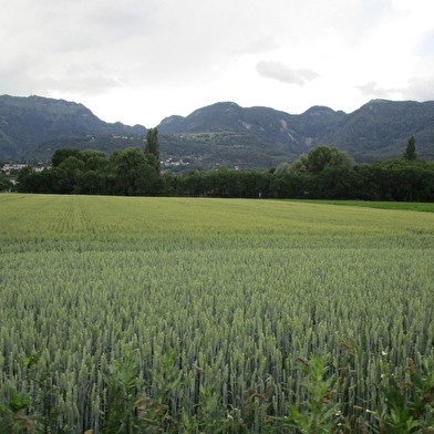Parcours VTT 81 - bleu - les Druides - Espace FFC Ain Forestière