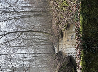Balade Verte - Balade entre prairie, forêts et rivière (VSG 2) - VARENNE-SAINT-GERMAIN
