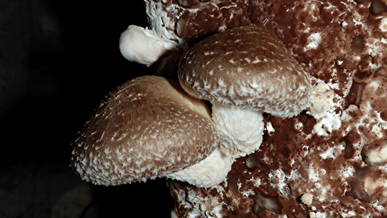 Des champignons à croquer!