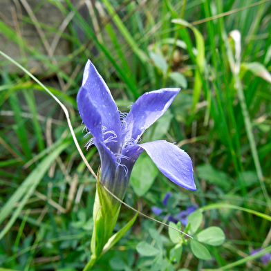 Sentier du Jardin des Marnes