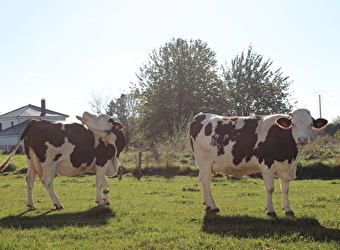 Découvrir la vache montbéliarde - 
