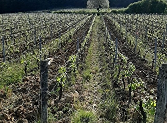 Le plus beau point de vue sur l'appellation Arbois - 
