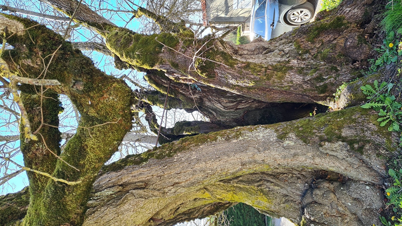 Un arbre chargé d'histoire 