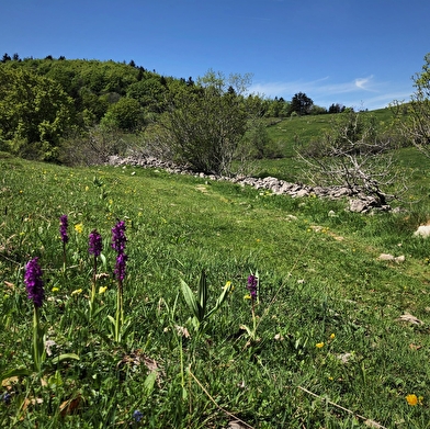 Parcours trail des Crêtes de Sur Lyand