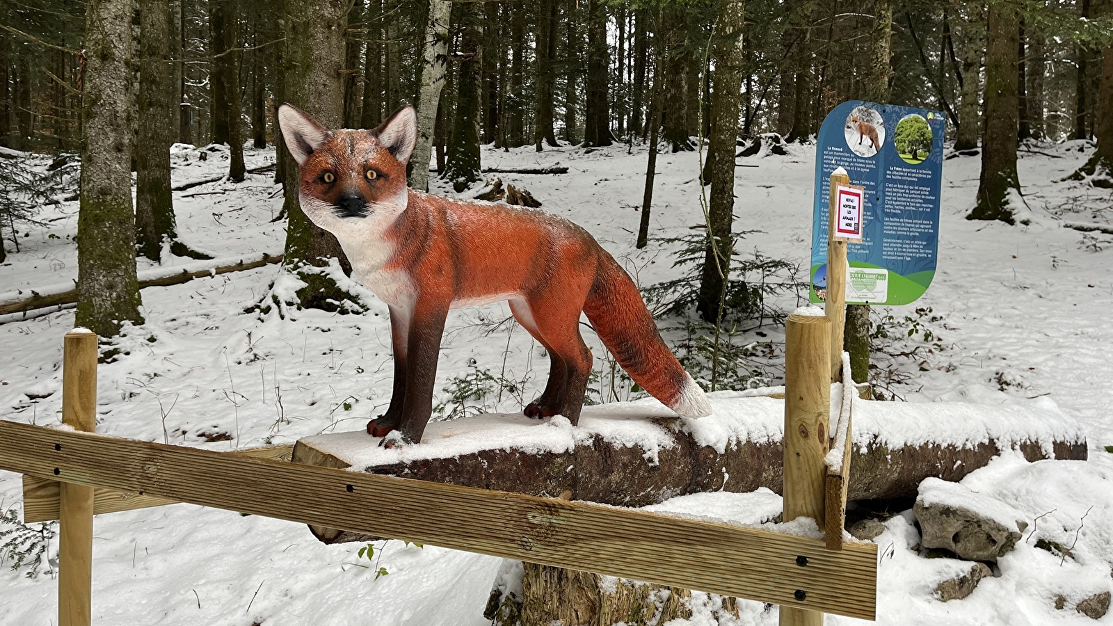 Balade - La piste des animaux