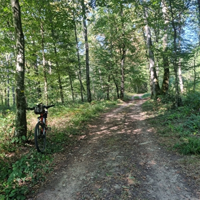 Circuit VTTAE n°6 (rouge) Chemins des bois de Bresse