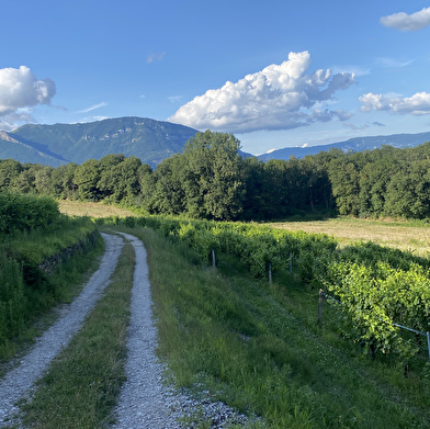 Randonnée pédestre : Le circuit des caves bugistes