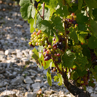 Circuit des vignes à Cerdon