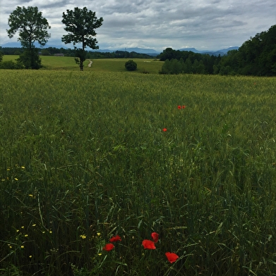 Circuit de randonnée pédestre : La vie du Loup
