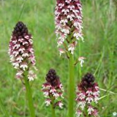 Balade 'du calcaire à orchidées' 