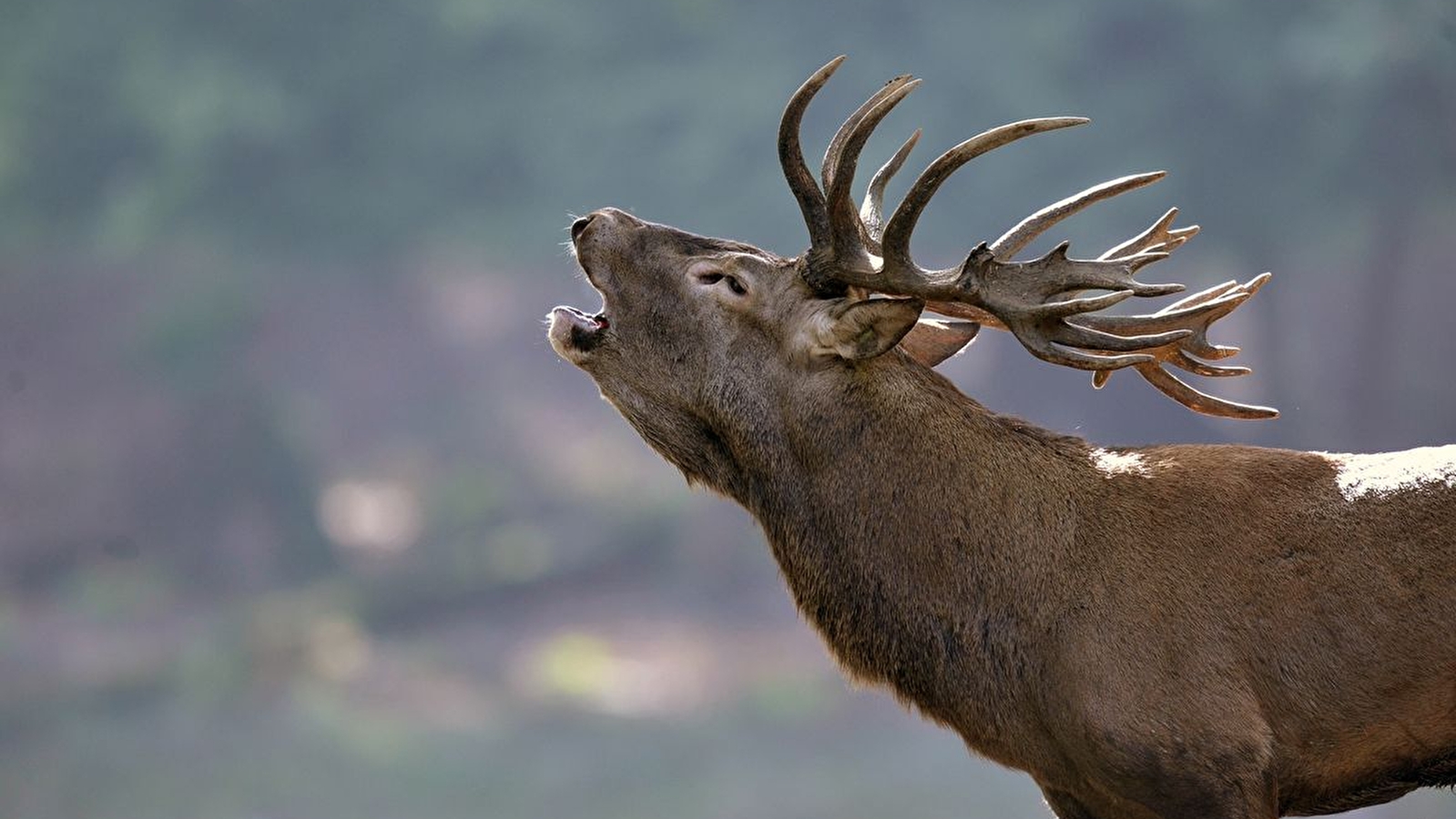 Le brâme du cerf 