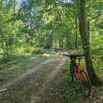 Circuit VTTAE n°6 (rouge) Chemins des bois de Bresse
