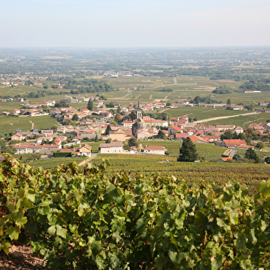 Circuit Entre vignes et bois