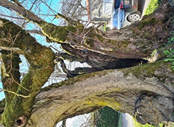 Un arbre chargé d'histoire  - 