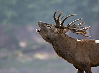 Le brâme du cerf  - 
