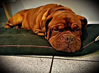 Bienvenue chez Bruno - 