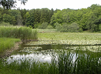 Promenade et/ou pique-nique à l'Étang de Ste-Barbe - 