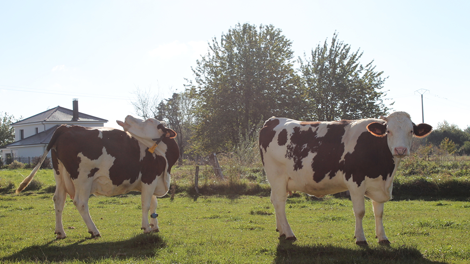 Découvrir la vache montbéliarde