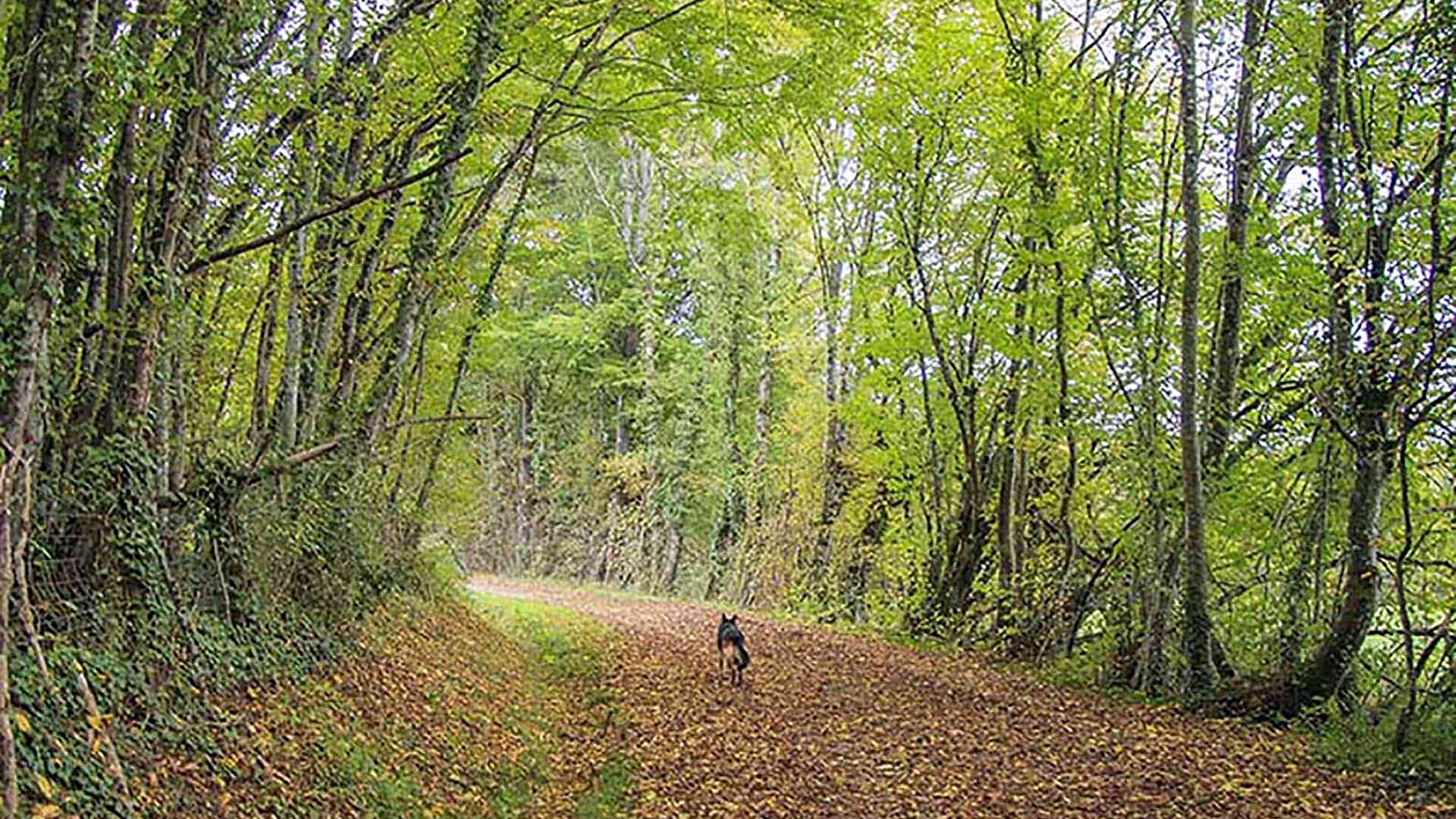 Le Bois Planté