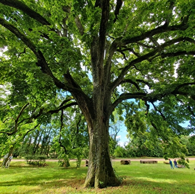 Chemin du Tilia