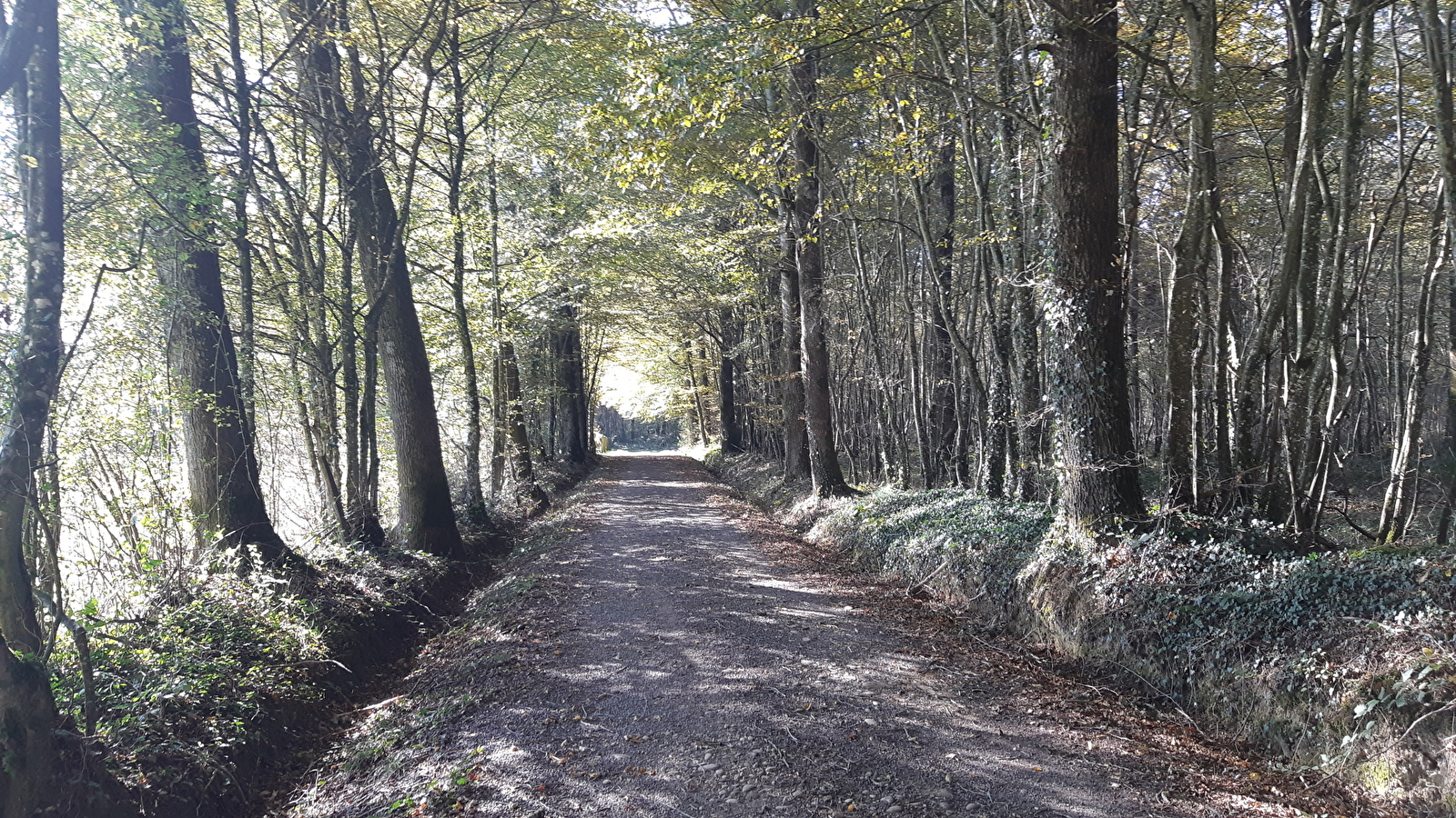 Circuit VTC-VTT n°4 (rouge) - La Voie Royale des bois de But