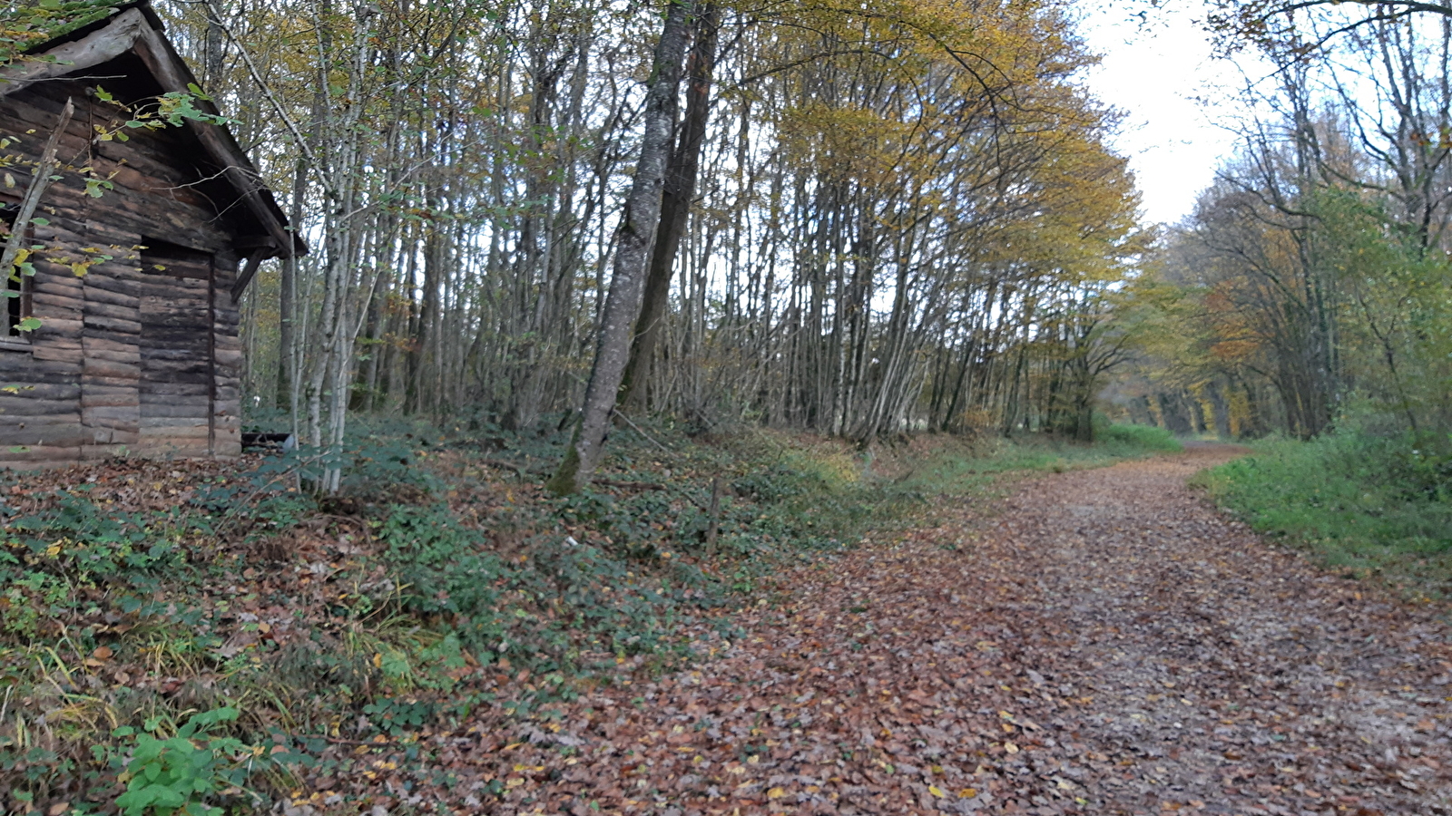Bois de Fougemagne - Vallées Solnan et Sevron