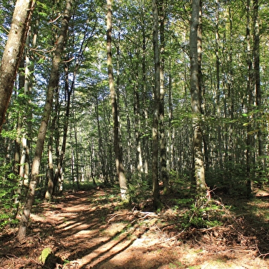 Circuit du Haut-Bois