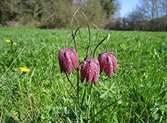 Prairies et bocage d'Ouroux-sur-Saône - OUROUX-SUR-SAÔNE