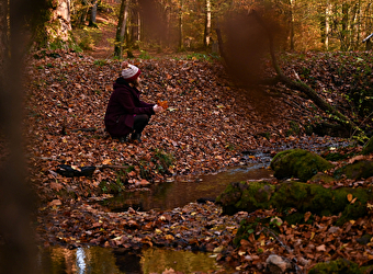 Une forêt, plein de paysages - 