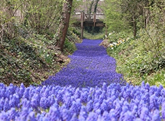 Une rivière de fleurs - 