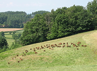 Circuit des Etangs - GIBLES