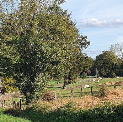 Circuit Randonnée : En prairie