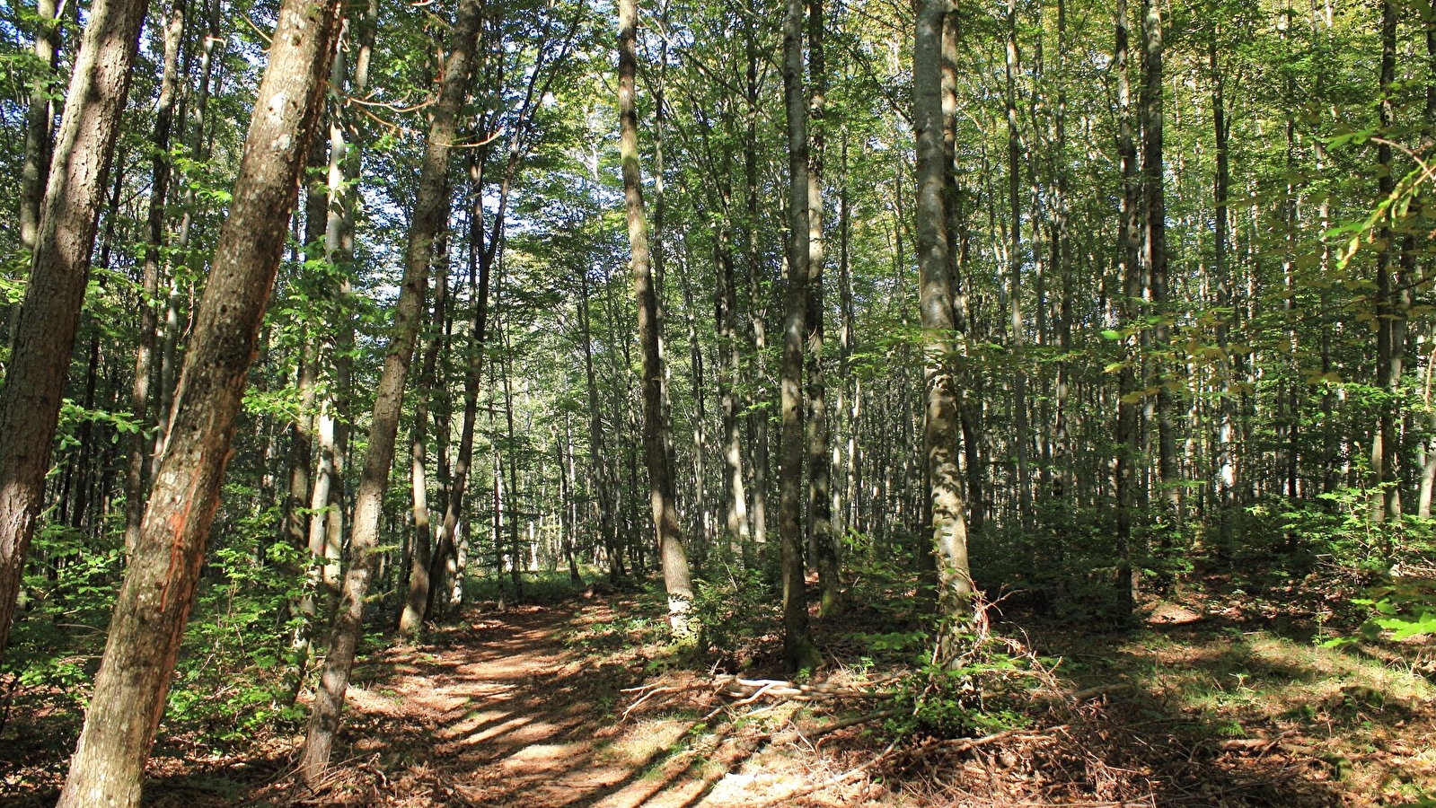 Balade dans la forêt du Banney
