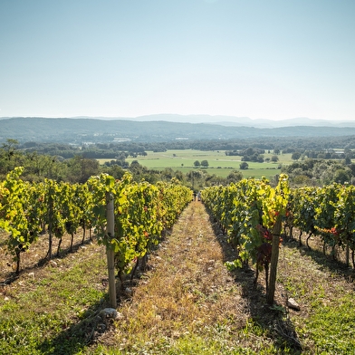 Randonnée - Vignoble du Revermont